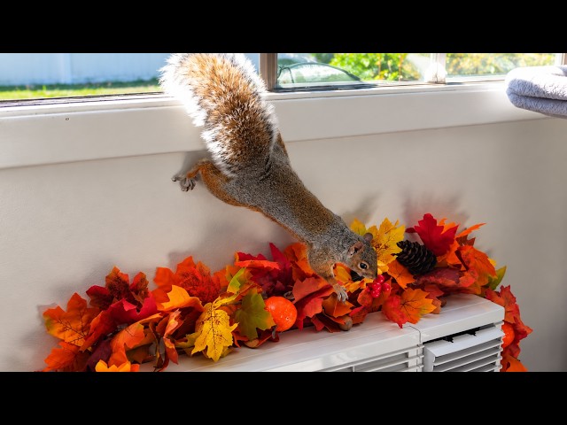 Playing nut hide-and-seek with my squirrel friend