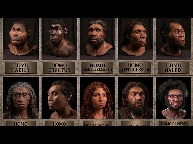 Every Human Species and How They Went Extinct Explained in 6 Minutes