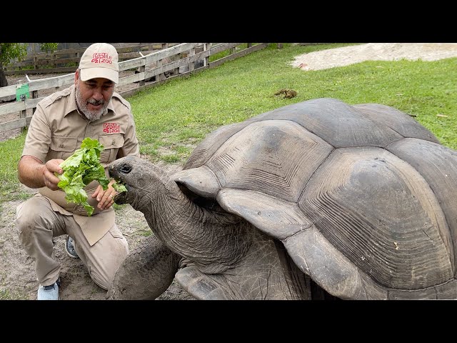 104 YEAR OLD TORTOISE 🐢