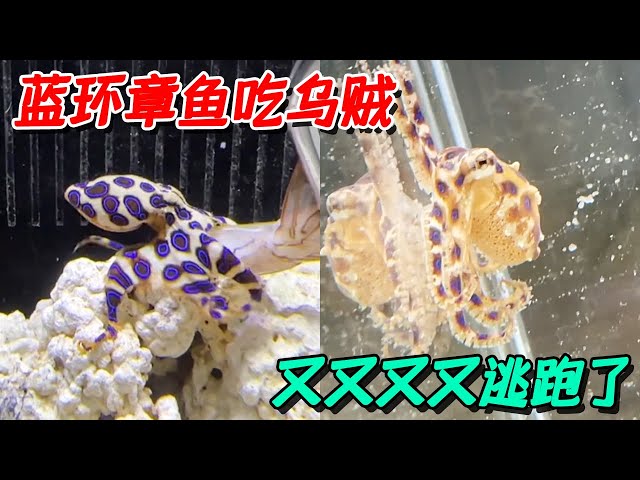 Look at the stinginess of the blue ring! Who dares to eat what it has eaten!