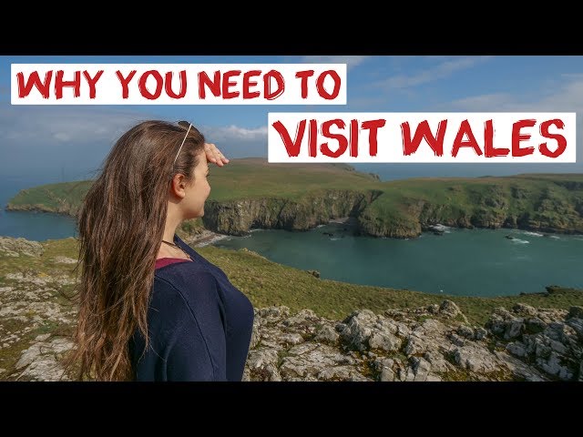 UK's Best Wildlife - Wales | Dolphins, Puffins & Seals | Skomer Island UK Road Trip Travel Vlog 21