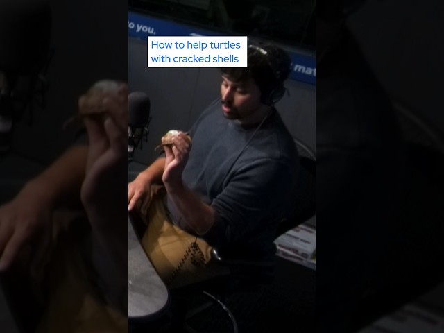 How to help turtles with cracked shells