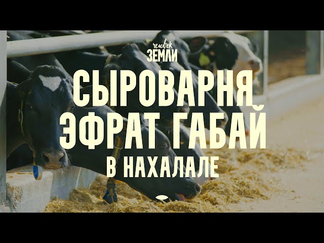 Сыроварня Эфрат Габай в Нахалале || Человек земли