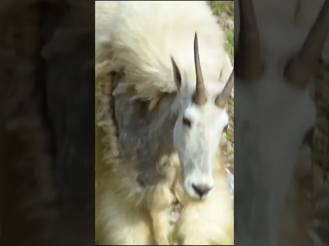 EPIC CREATURES IN 8K VIDEO ULTRA HD HDR / #8K #ANIMALS  #8kwildlife #wildlife #8knaturefilm