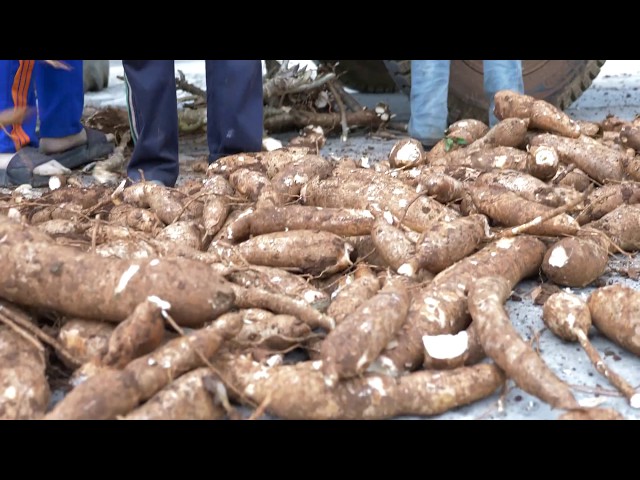 កម្ពុជា ដែនដីនៃដំឡូងមី / Cambodia, The Land of Cassava