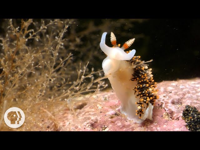 This Adorable Sea Slug is a Sneaky Little Thief | Deep Look