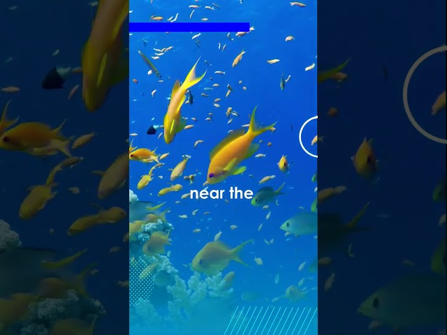 Fish in PERIL: Investigating the Alarming Effects of CO2 | #shorts