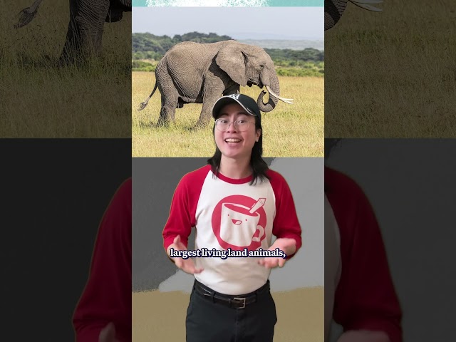 The Sauropod Effect