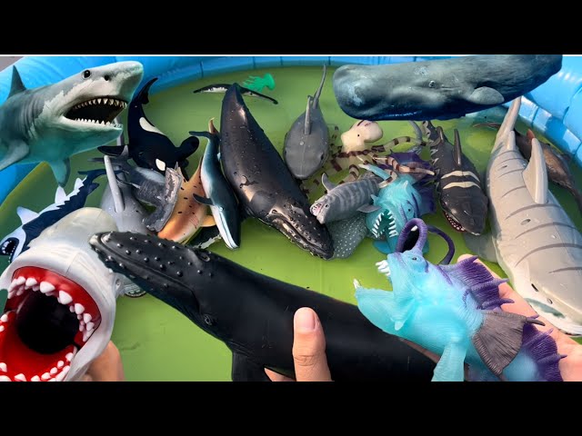 Sea Animals in the Pool | Many types of Sharks, Whales, and Fish | Toy Animals for Kids |