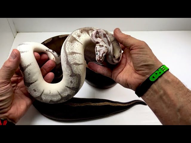 Ball Pythons Genetics You Never heard of!