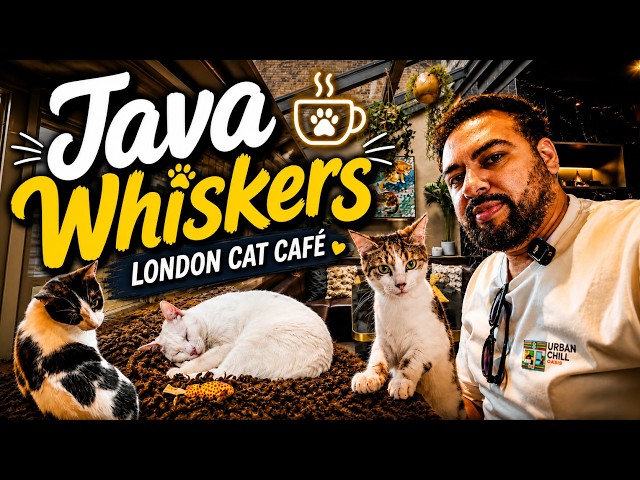 Java Whiskers London: Back for More Cat-tastic Fun!