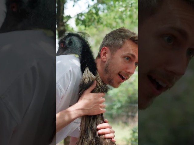 Sidemen meet Stompy the Emu 😮