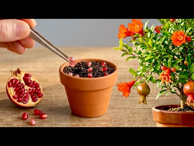 How to Grow Dwarf Pomegranate From Seed: Where Did I Make a Mistake?