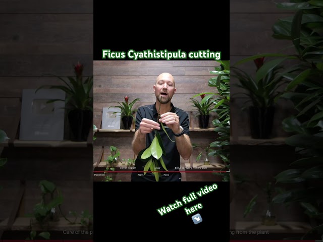 Cutting from Ficus Cyathistipula 🍃🪴#plants ##tropicalplants #plantcare #garden #shorts