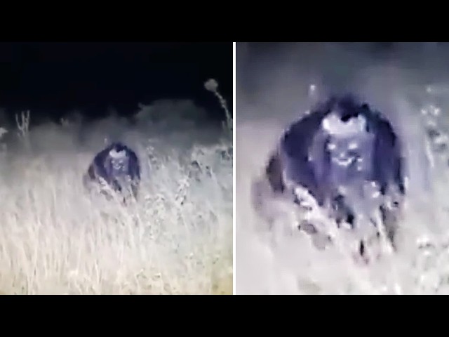 Unknown Cryptids Caught On Camera In 2026 That Should Not Exist