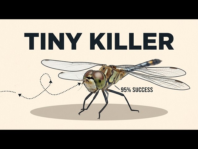 The Dragonfly Has a 95% Hunting Success Rate — The Highest of Any Predator on Earth