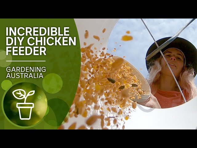 Rodent, bird and weather-proof chicken feeder | DIY garden projects | Gardening Australia