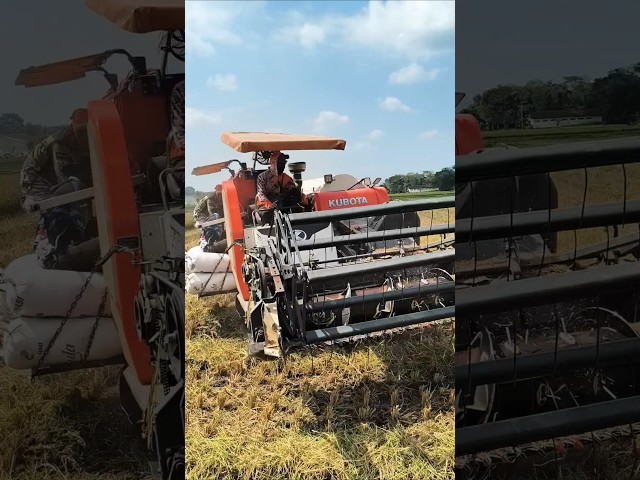 COMBINE HARVESTER KUBOTA DC93 eps 115 #kombisawah #combineharvester #kubota