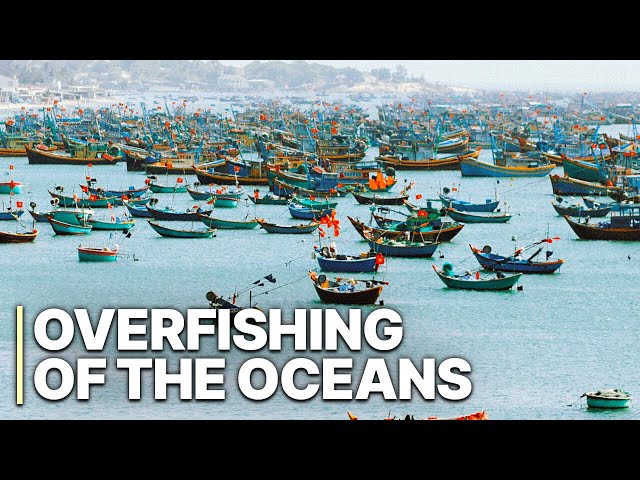 Overfishing Of The Oceans | Illegal Fishing | Eco Crime
