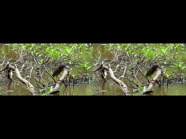 Clyde Shepherd Nature Preserve: Green Heron (Full SBS 3D)