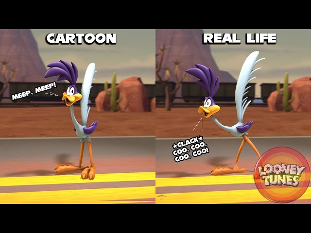 If Looney Tunes Were Real - Road Runner & Wile E. Coyote [ SFM ]