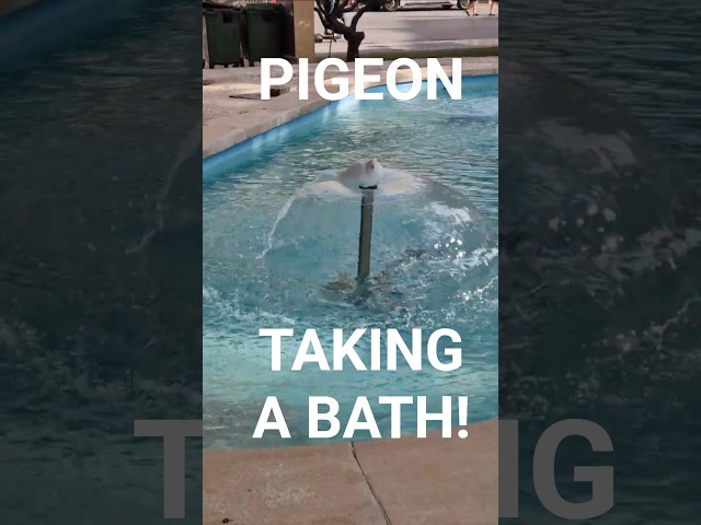 Pigeon bathing in the artesian fountain! #funnypigeon