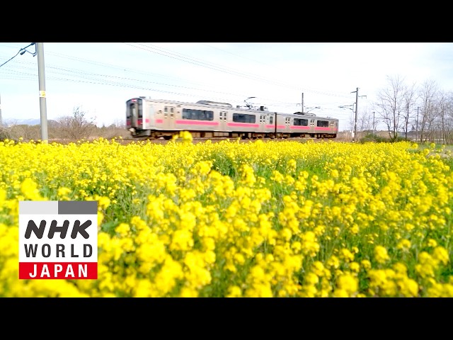 The Pinks and Greens of Akita and Aomori - Train Cruise
