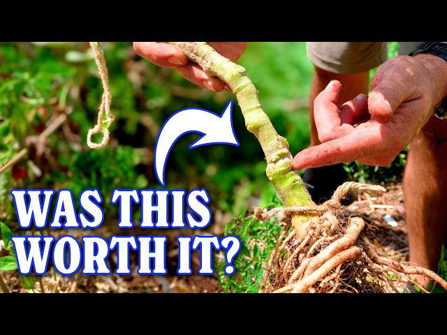 Was Grafting Tomatoes A Waste Of Time?!