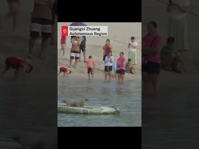 Spotted seal makes rare appearance on Beihai beach