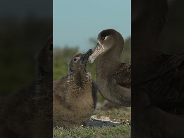 Hungry albatross chick!