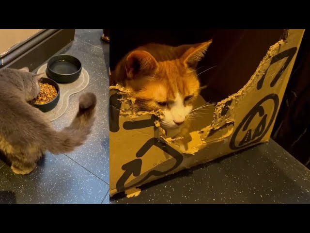 Cat cafe  in London | Java whiskers 📍Marylebone  #catscafe #catscafe #london