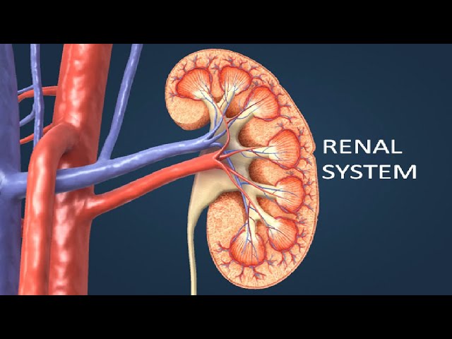 About renal system in tamil || renal system