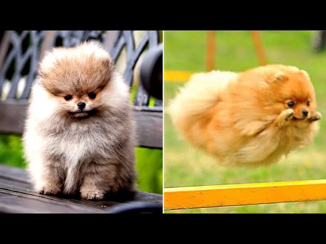 Cute and Funny Pomeranian Puppies That Will Melt Your Heart 🥰