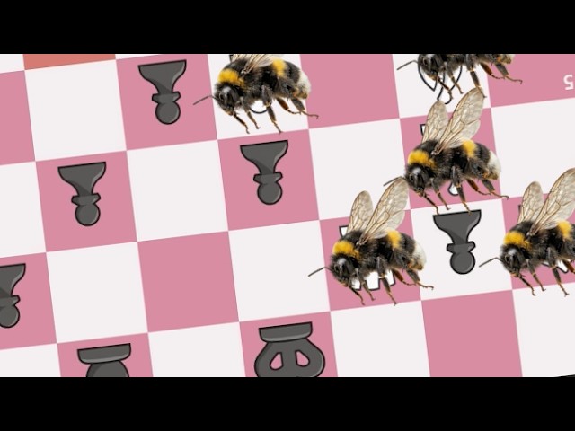 the bees arrive