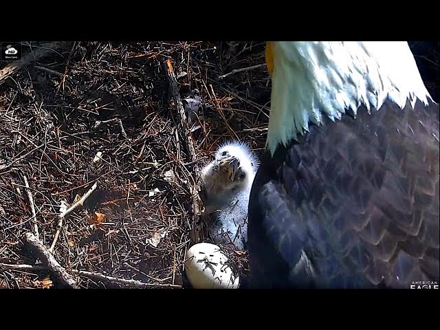 GG3-An Eaglet's Journal-Week 2-Bonding With Buddy