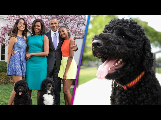 Barack and Michelle Obama Mourn Beloved Dog Sunny, Dead at 14