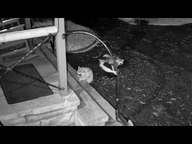 Rude skunk barges in on young raccoons