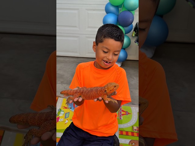 Kids vs Bearded Dragon                 #shorts #shortvideo #kids