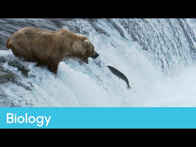 Ecosystems | Biology – Life Lessons