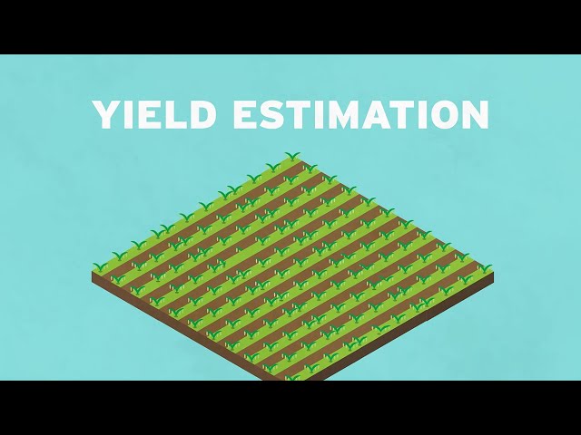 Yield Estimations for Pulse Crops