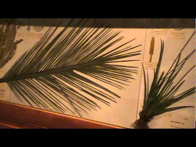 Harvard Museum of Natural History (Part 2 of 3)