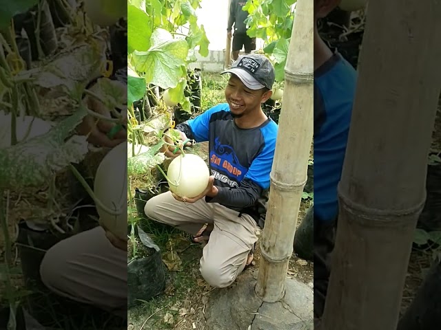 wisata petik melon bersama pak Dewan PKS