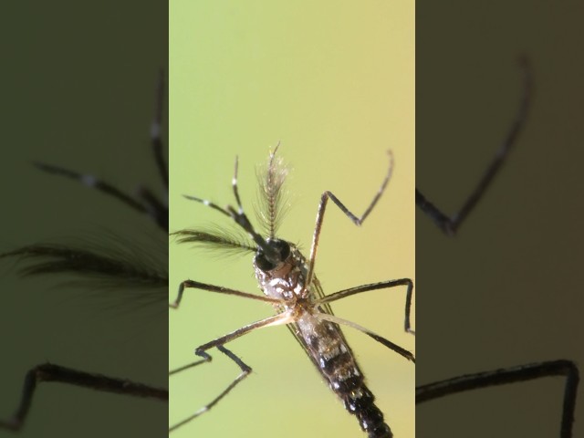Mosquitos Can Mate in Midair for up to 30 Seconds | #DeepLook #Shorts