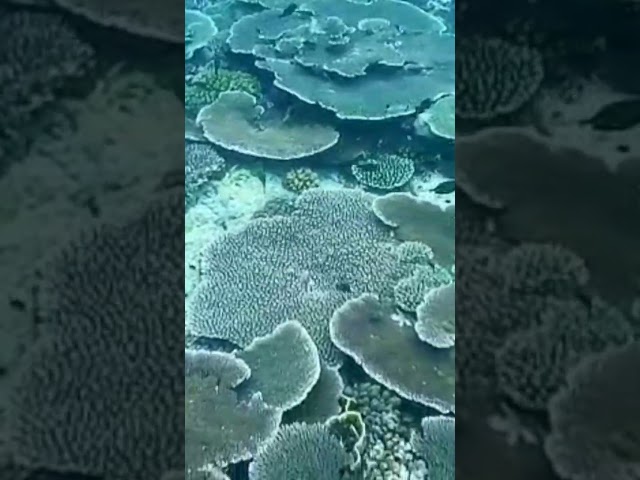 Under The Sea