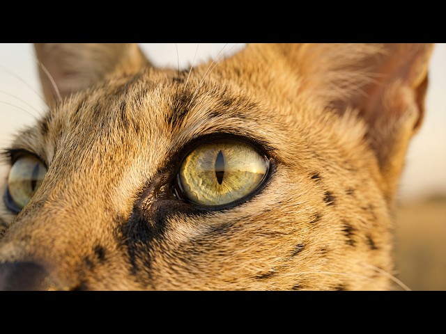 Wild Cat Eye Color Video