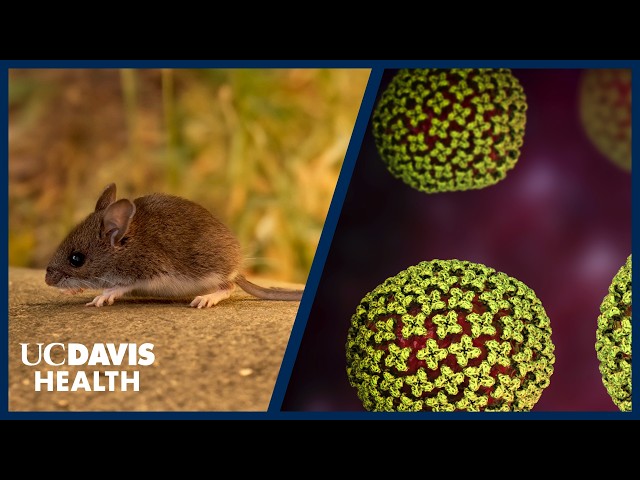 Could Hantavirus Become the Next Pandemic? Infectious Disease Expert Explains | UC Davis Health