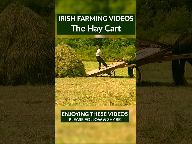 Traditional Haymaking in Rural Ireland - With Narration #ireland #Haymaking #TraditionalFarming