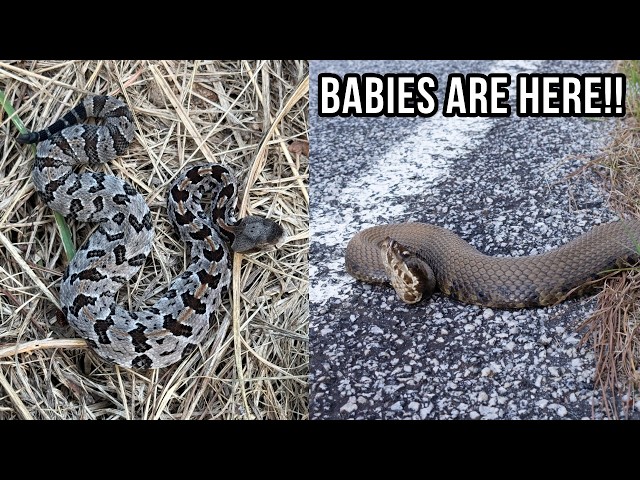 Baby Rattlesnakes are Here! Searching for Timber Rattlesnakes in North Georgia and Alabama