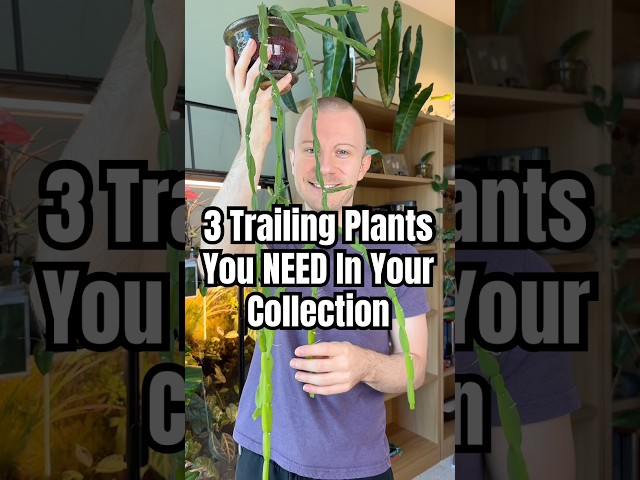 Everyone Needs These 3 Trailing Plants In Their Houseplant Collection! #Plants #Houseplants #Shorts