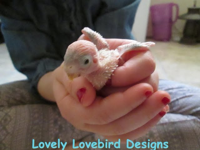 Cutest 2 week old Parakeet Chicks Ever! Episode 8. Skittles and Beauty's Little Family